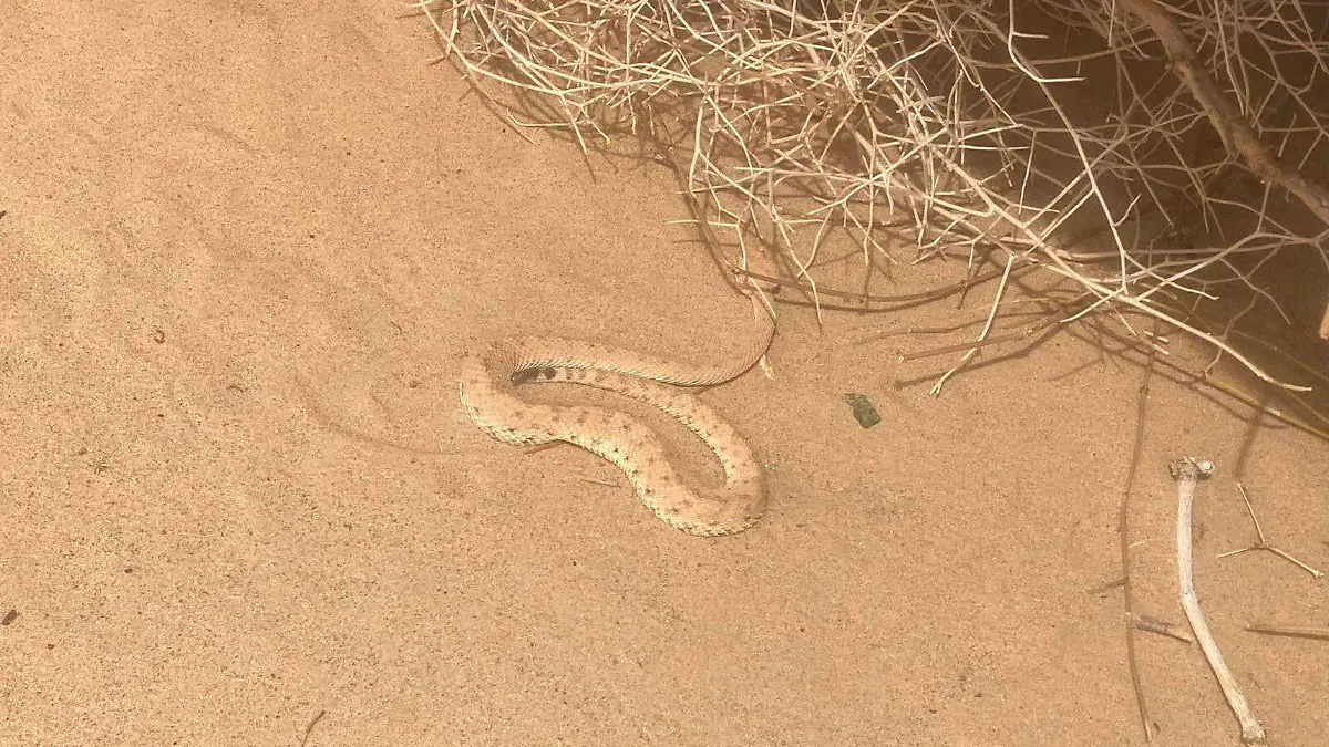 Ante la mordedura de una serpiente o picadura de animal ponzoñoso se debe acudir de inmediato al servicio médico de urgencias